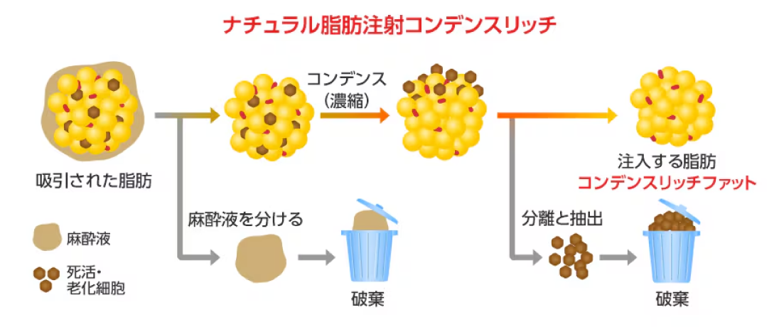 半永久的な若返り